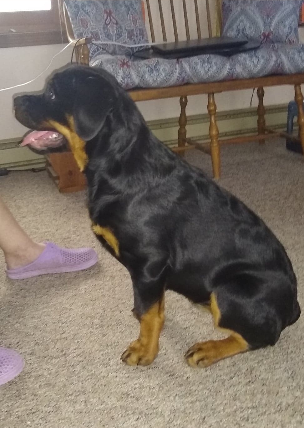Brandy Hills Rockin Rottweilers Rottweiler Breeders located in